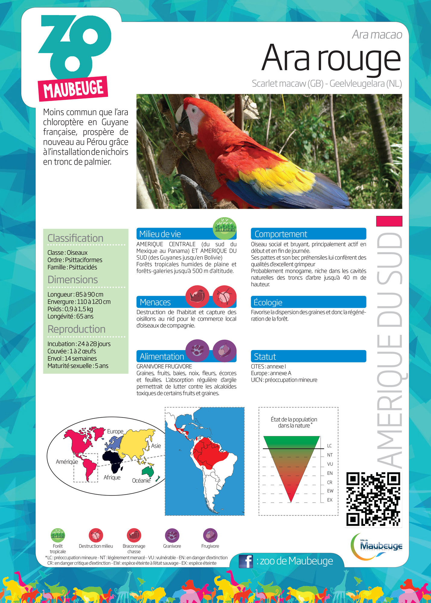 Ara rouge - Zoo de Maubeuge
